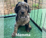 Puppy Mamma Goldendoodle (Miniature)