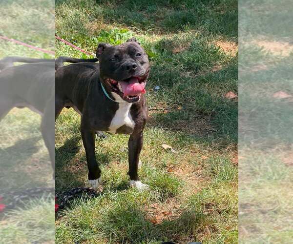 Medium Photo #10 Staffordshire Bull Terrier-Unknown Mix Puppy For Sale in Springdale, PA, USA