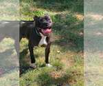 Small Photo #10 Staffordshire Bull Terrier-Unknown Mix Puppy For Sale in Springdale, PA, USA