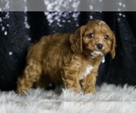 Small Photo #6 Cavapoo Puppy For Sale in WARSAW, IN, USA