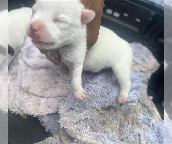 Medium Photo #1 American Pit Bull Terrier-Unknown Mix Puppy For Sale in Houston, TX, USA