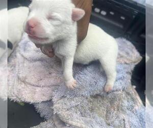 American Pit Bull Terrier-Unknown Mix Dogs for adoption in Houston, TX, USA
