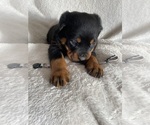 Small Photo #10 Rottweiler Puppy For Sale in ELLENVILLE, NY, USA