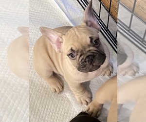 French Bulldog Puppy for sale in CHEWELAH, WA, USA