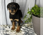 Small Photo #1 Rottweiler Puppy For Sale in GREENWOOD, IN, USA