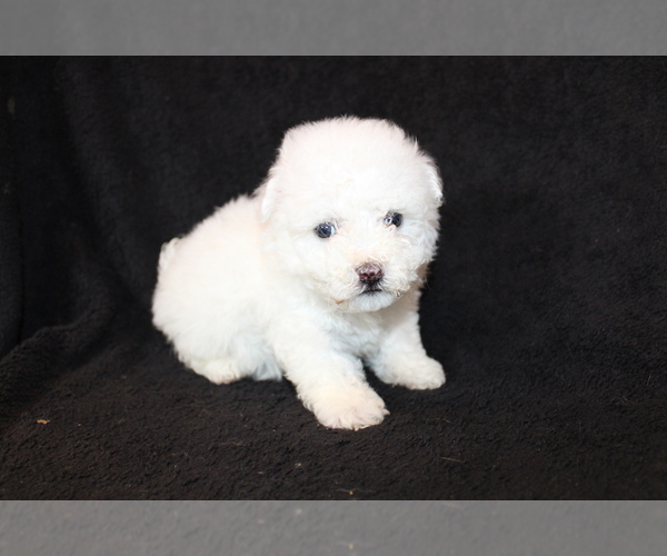 Medium Photo #4 Bichon Frise Puppy For Sale in BLOOMINGTON, IN, USA