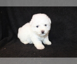 Small Photo #4 Bichon Frise Puppy For Sale in BLOOMINGTON, IN, USA