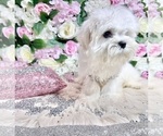Small Photo #75 Maltese Puppy For Sale in HAYWARD, CA, USA