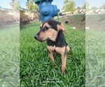 Small #3 Mutt