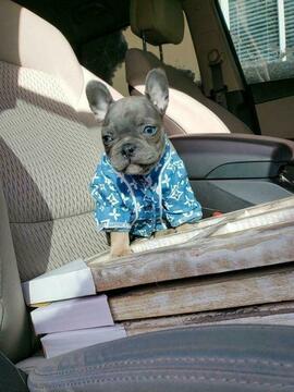 Medium Photo #34 French Bulldog Puppy For Sale in MARYSVILLE, WA, USA