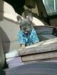 Small Photo #34 French Bulldog Puppy For Sale in MARYSVILLE, WA, USA