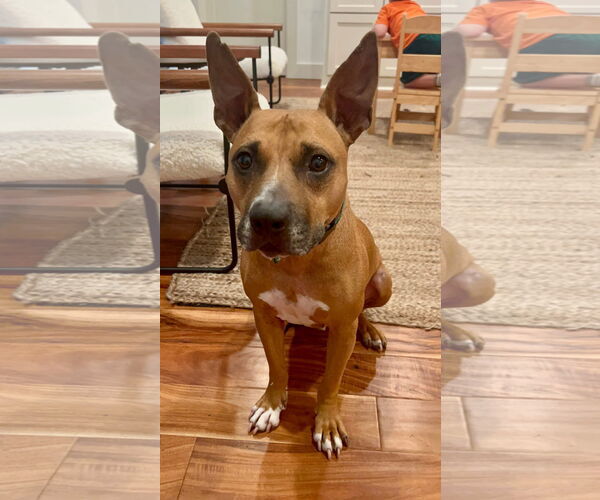 Medium Photo #4 Mutt Puppy For Sale in Royse City, TX, USA