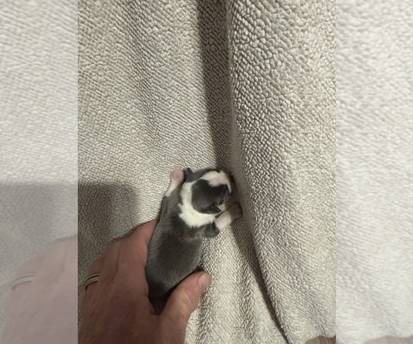 Medium Photo #2 Boston Terrier Puppy For Sale in HOWELL, NJ, USA