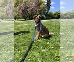 Small #5 German Shepherd Dog