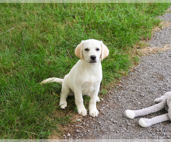 Medium Photo #5 Labrador Retriever Puppy For Sale in SYRACUSE, IN, USA