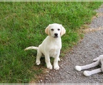 Small #4 Labrador Retriever