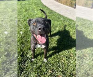 Russell - Male Border Collie-Staffordshire Bull Terrier Mix Dog for Adoption - Photo #3