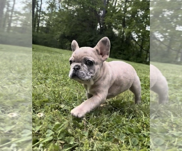 Medium Photo #14 French Bulldog Puppy For Sale in BLOOMINGTON, IN, USA
