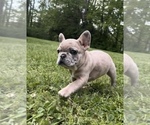 Small Photo #14 French Bulldog Puppy For Sale in BLOOMINGTON, IN, USA