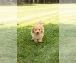 Small #1 Goldendoodle-Poodle (Miniature) Mix