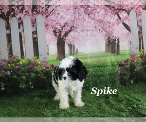 Cavapoo Puppy for sale in CHANUTE, KS, USA