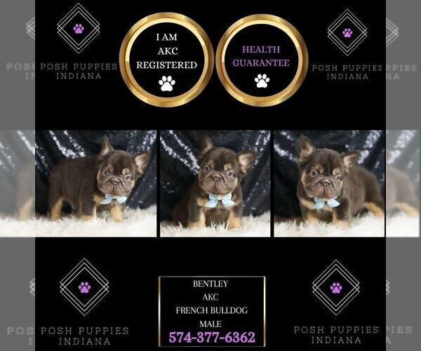 Medium Photo #2 French Bulldog Puppy For Sale in WARSAW, IN, USA