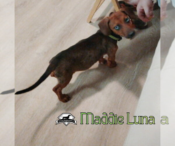 Medium Photo #3 Dachshund Puppy For Sale in San Antonio, TX, USA