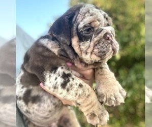English Bulldog Puppy for sale in DEL ROSA, CA, USA