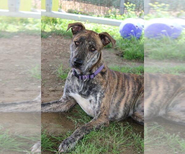 Medium Photo #8 Labrador Retriever-Whippet Mix Puppy For Sale in Evansville, IN, USA
