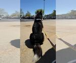 Small #19 Border Collie-Siberian Husky Mix