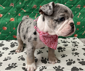 Bulldog Puppy for sale in FREDERICKSBURG, VA, USA