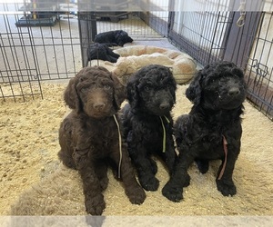 Goldendoodle Puppy for Sale in BEND, Oregon USA