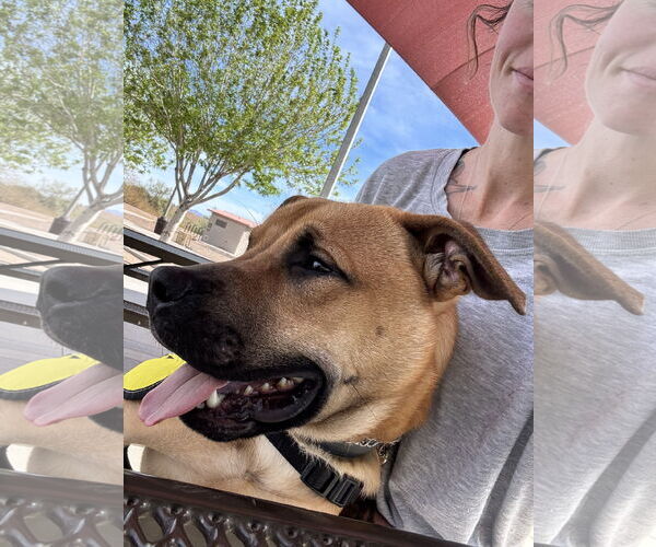 Medium Photo #1 American Pit Bull Terrier-Unknown Mix Puppy For Sale in Chandler, AZ, USA