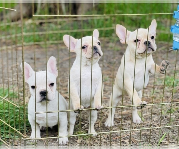Medium Photo #3 French Bulldog Puppy For Sale in FREMONT, CA, USA