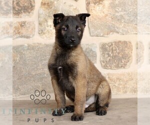 Belgian Malinois Puppy for sale in NEW HOLLAND, PA, USA