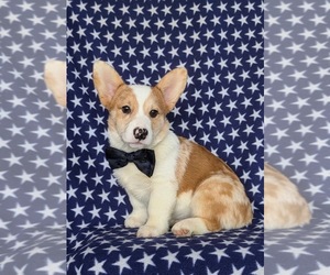 Pembroke Welsh Corgi Puppy for sale in CHRISTIANA, PA, USA