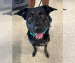 Small #7 German Shepherd Dog Mix