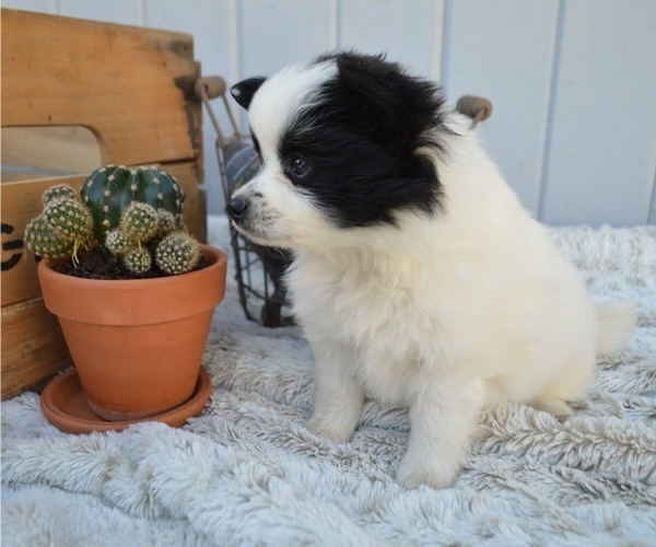 Medium Photo #2 Pomimo Puppy For Sale in HONEY BROOK, PA, USA