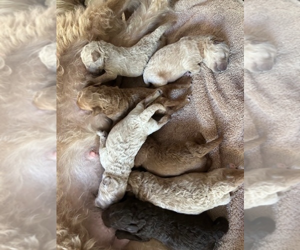 Medium Photo #5 Miniature Labradoodle Puppy For Sale in BLUFFTON, SC, USA