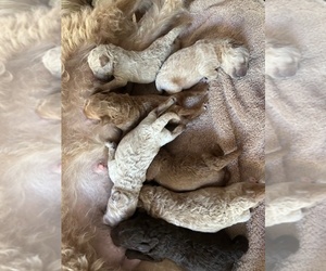 Medium Miniature Labradoodle