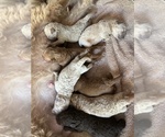 Puppy Oliver an Frost Miniature Labradoodle