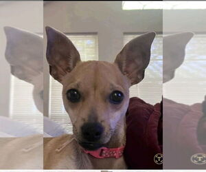 Chihuahua-Unknown Mix Dogs for adoption in Dallas, TX, USA