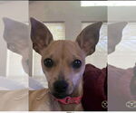 Small Chihuahua Mix