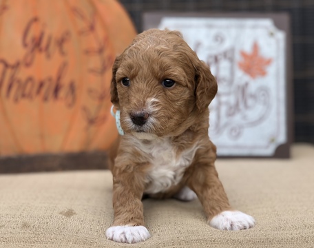 Medium Photo #5 Goldendoodle Puppy For Sale in LEXINGTON, SC, USA