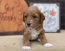 Small Photo #5 Goldendoodle Puppy For Sale in LEXINGTON, SC, USA