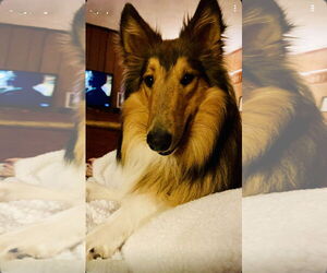 Collie Dogs for adoption in Rockaway, NJ, USA