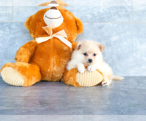 Pomeranian Puppy for sale in CLEVELAND, NC, USA