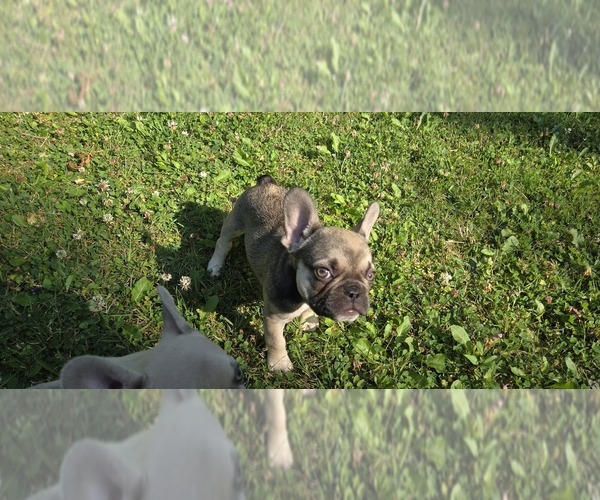 Medium Photo #4 French Bulldog Puppy For Sale in MAPLETON, ME, USA