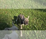 Small #3 French Bulldog