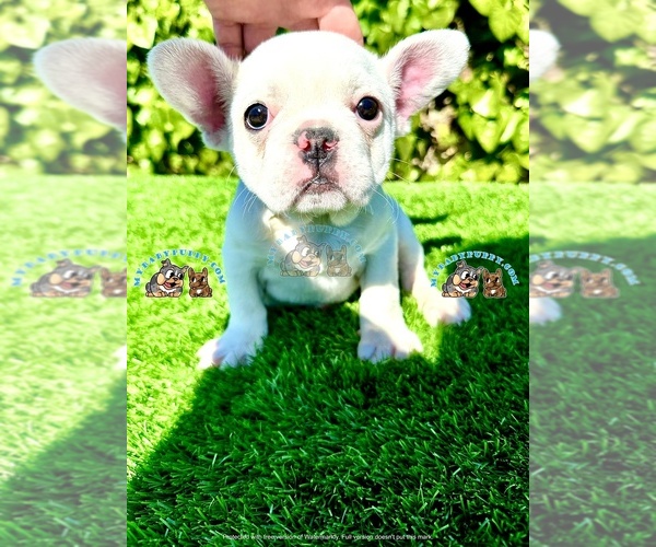 Medium Photo #5 French Bulldog Puppy For Sale in SAN DIEGO, CA, USA